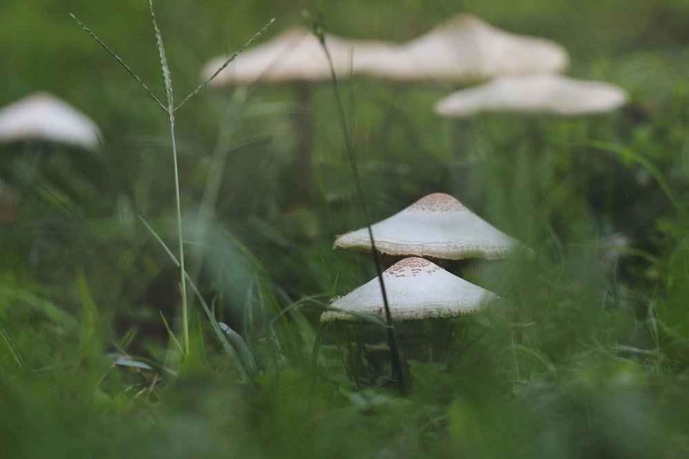 a group of mushrooms growing in the grass