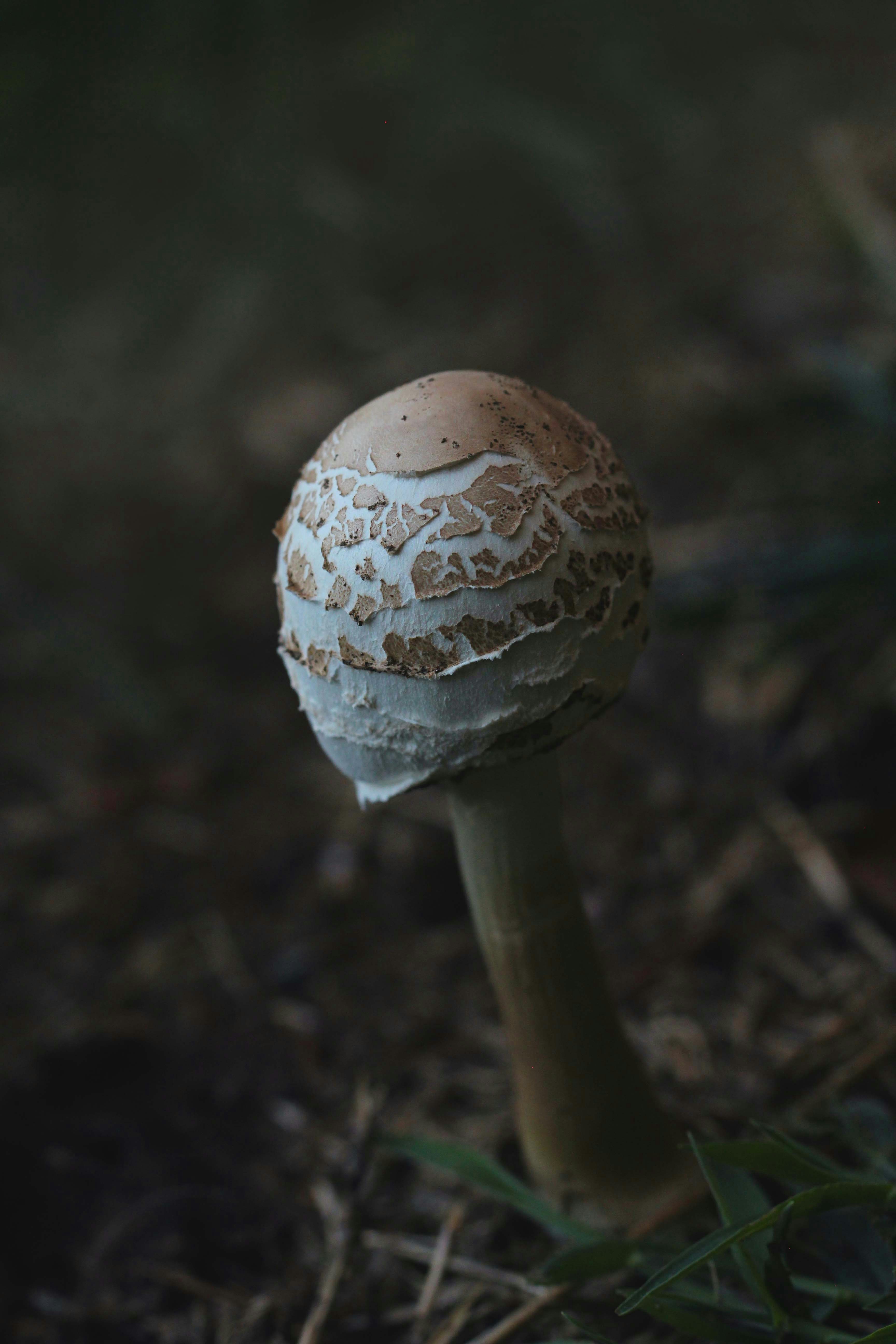 a mushroom growing in the ground