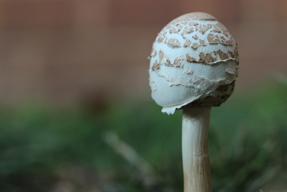 a mushroom with a white cap