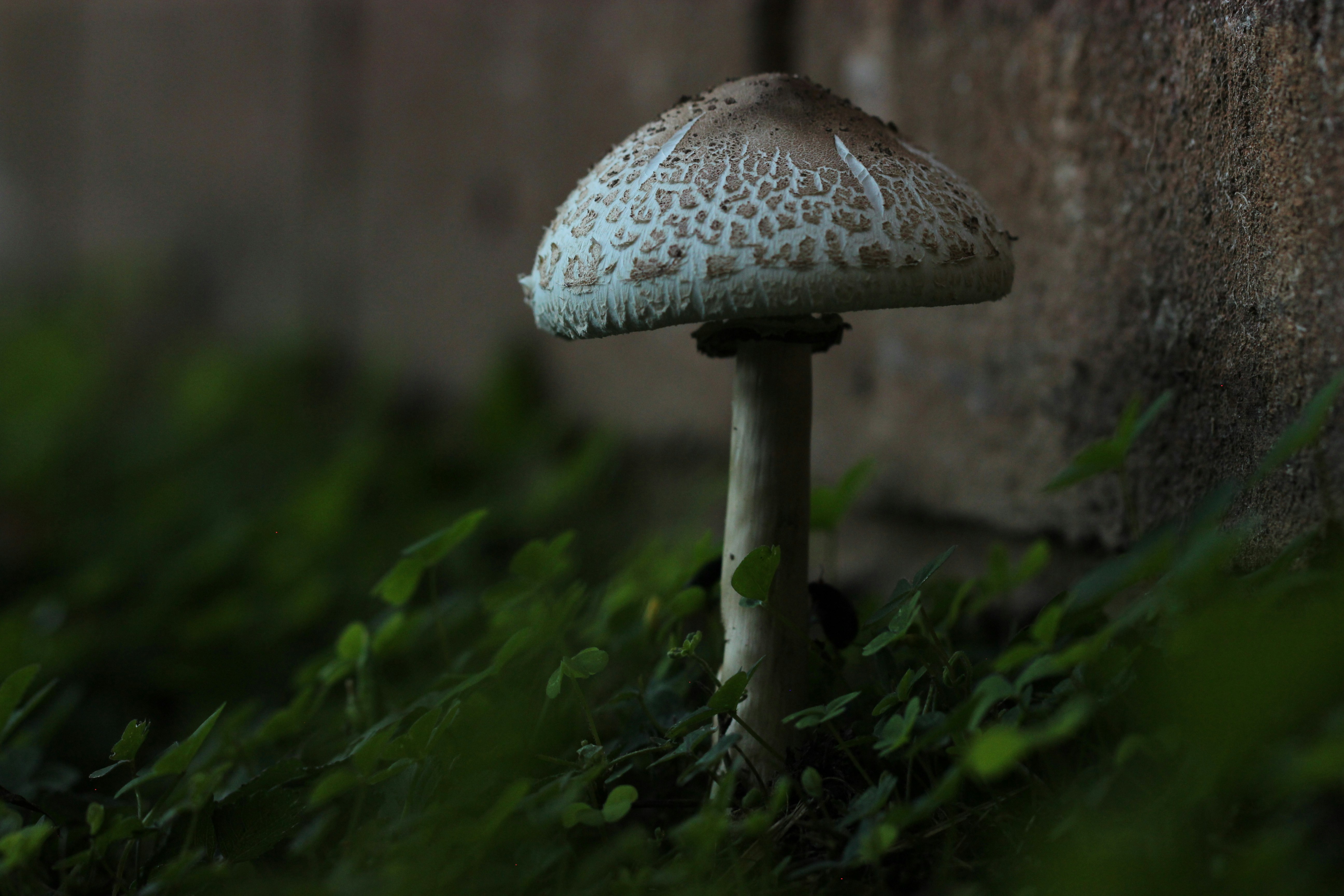 a mushroom growing out of a tree