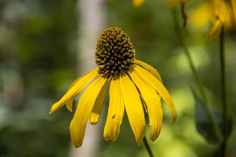 a yellow flower with a black center