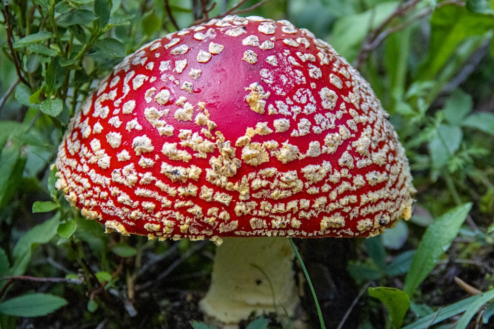 a red mushroom with white spots