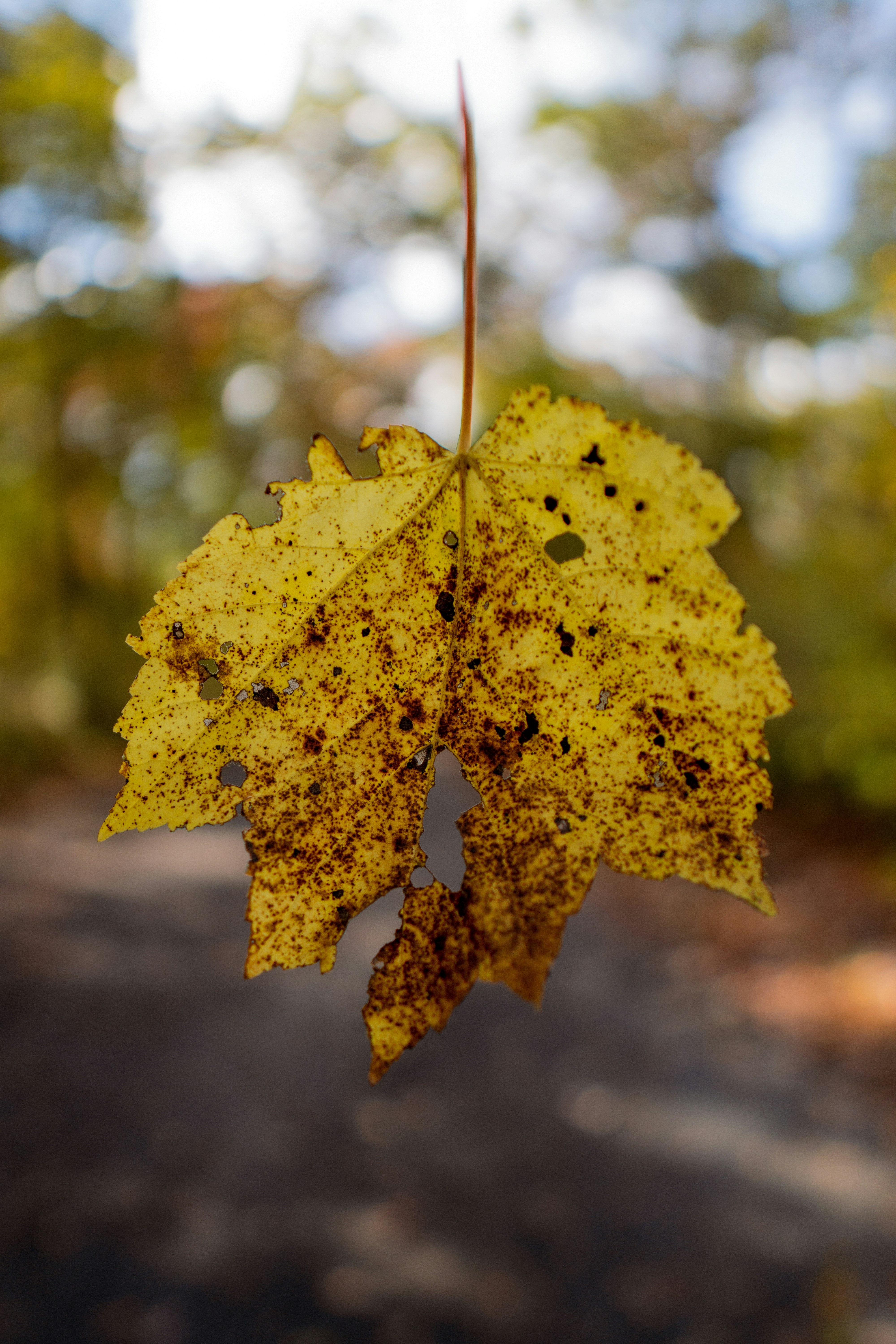 Photo by emmanuelphaeton