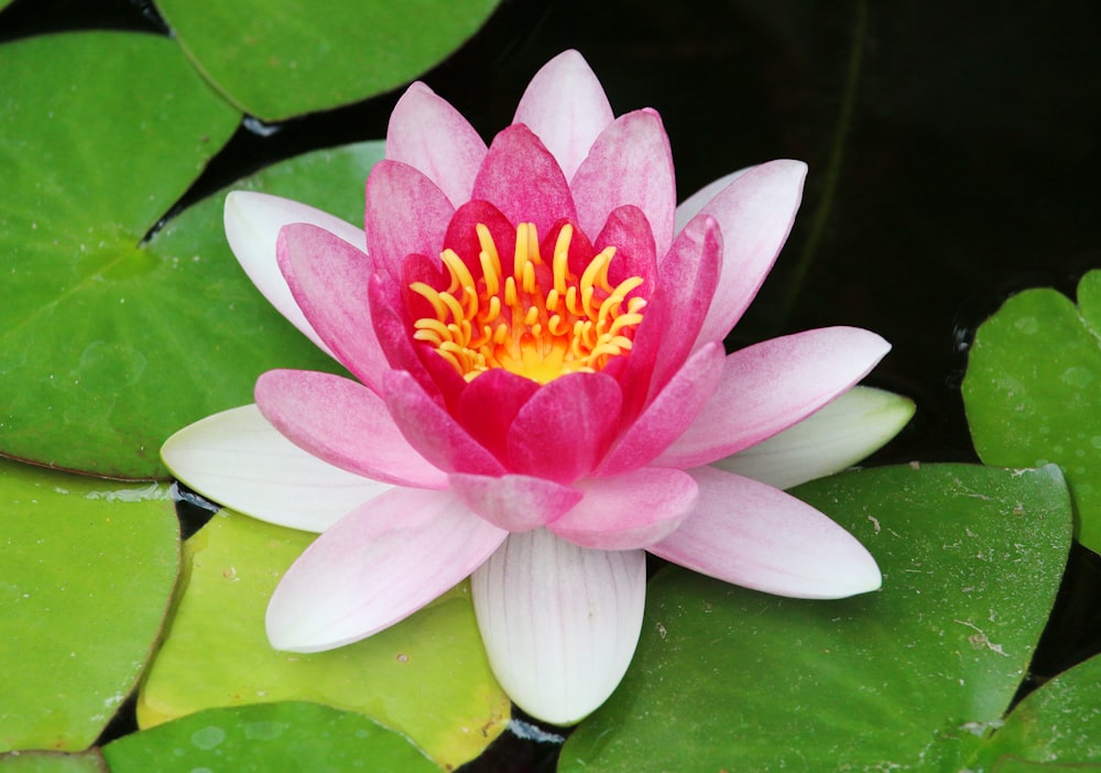 a pink flower on a lily pad