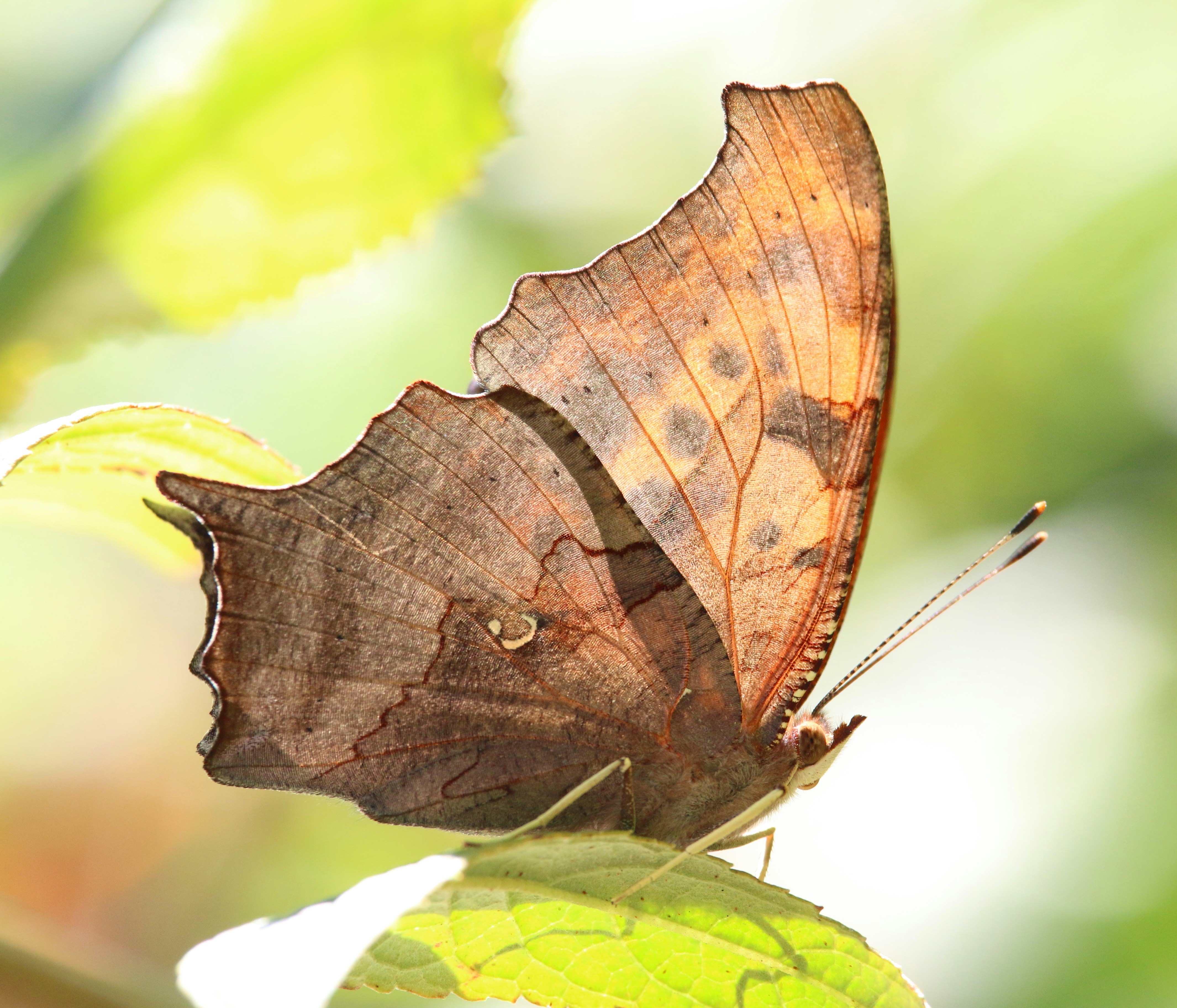 Avoiding the Question: A Major Misstep in Conflict-Related Interviews