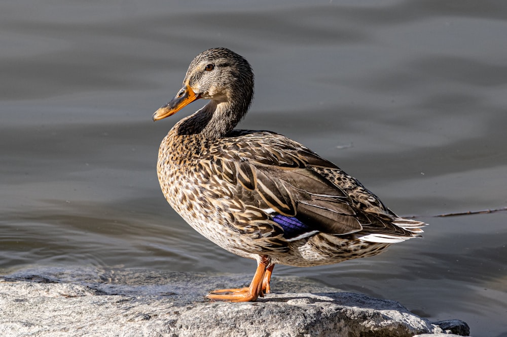 a duck on a rock