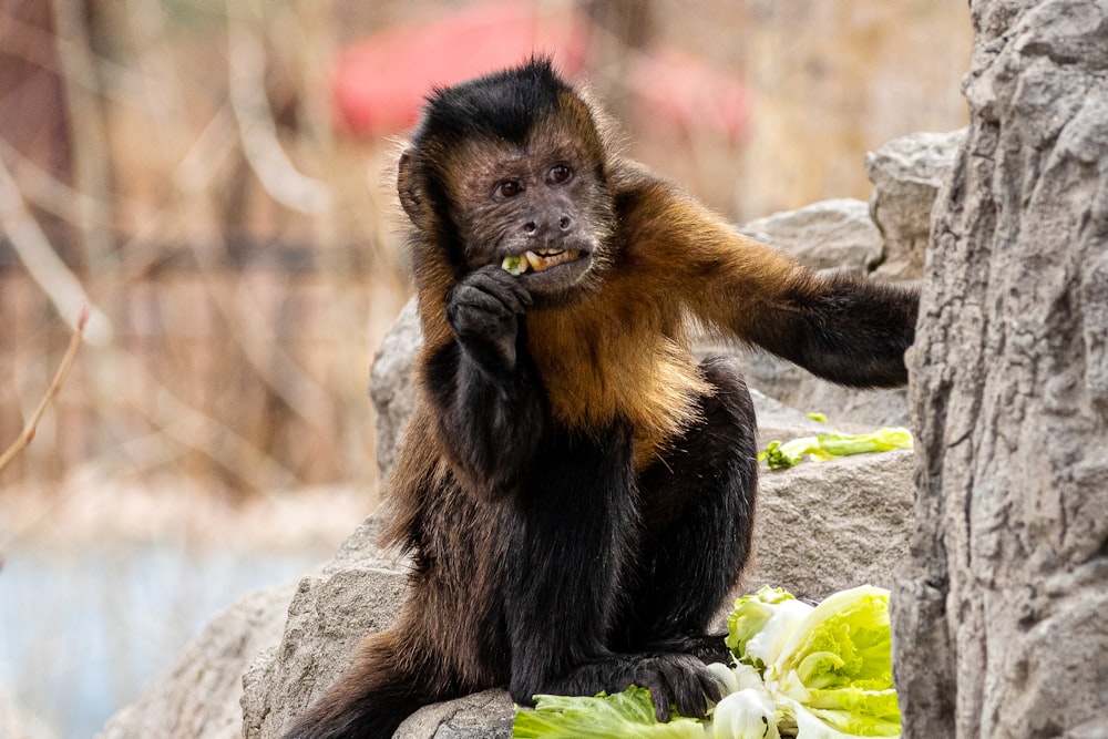 a monkey eating a flower