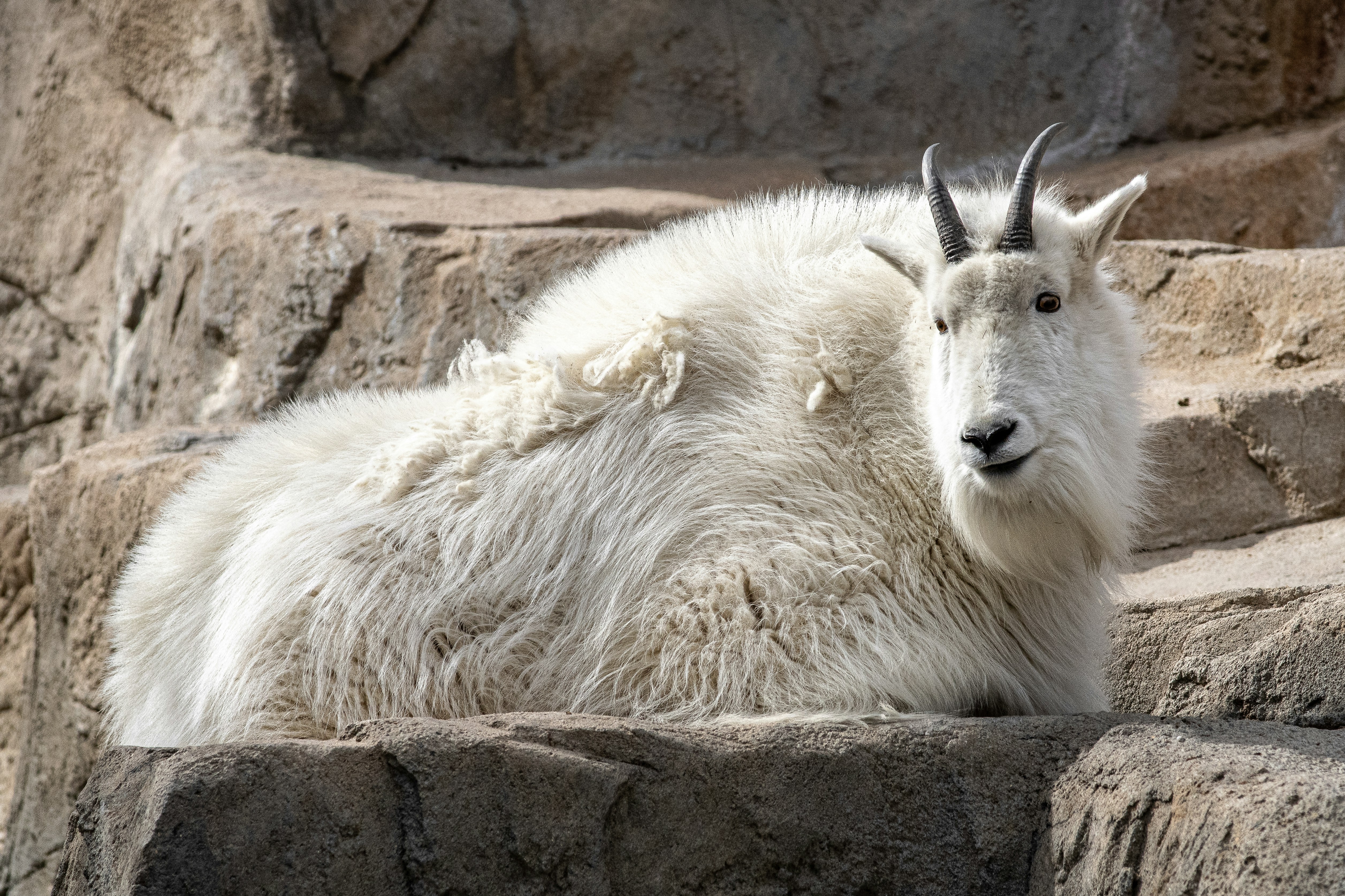 Un couple d’ours polaires blancs assis dans une exposition de zoo