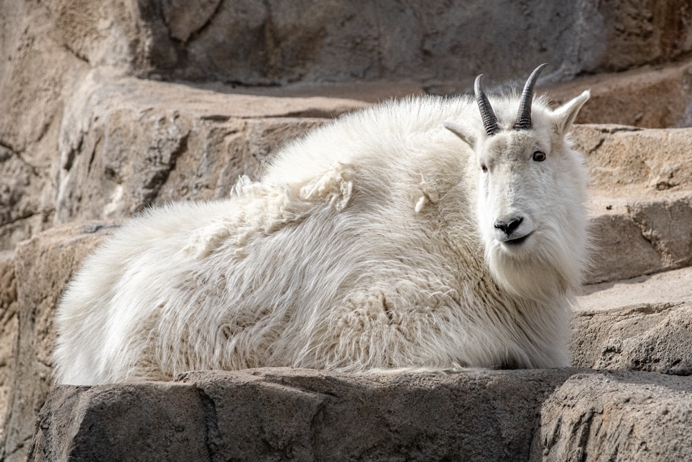 a couple of white polar bears sit in a zoo exhibit