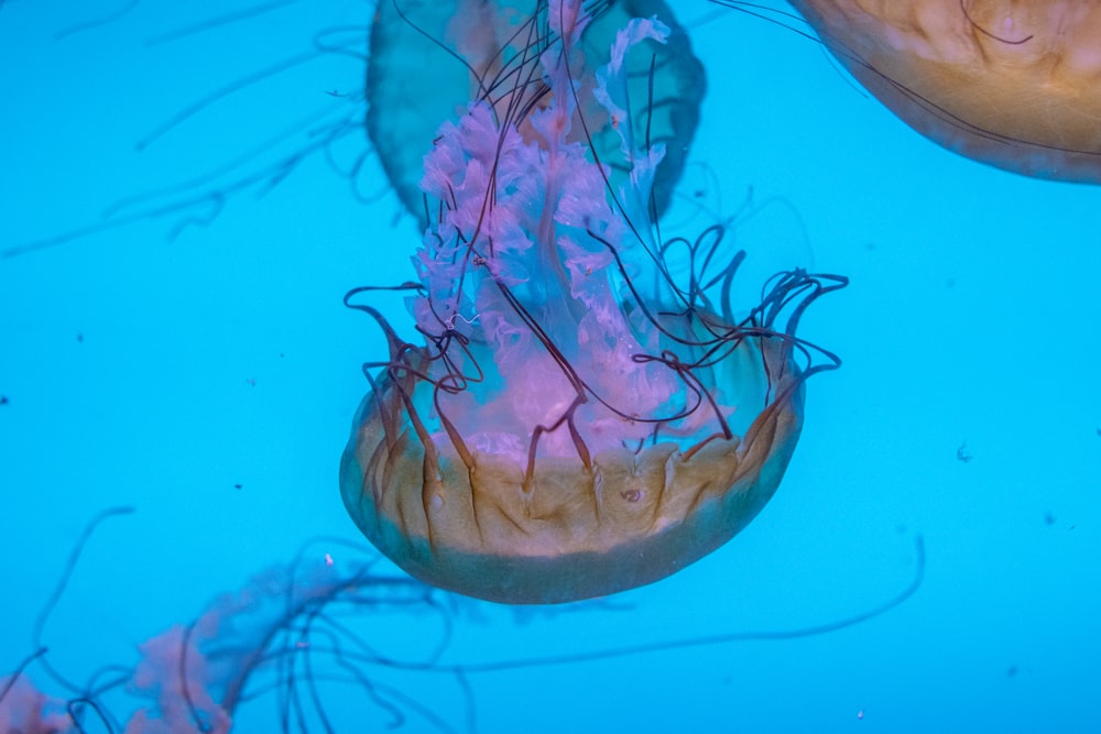 Una medusa nell'acqua