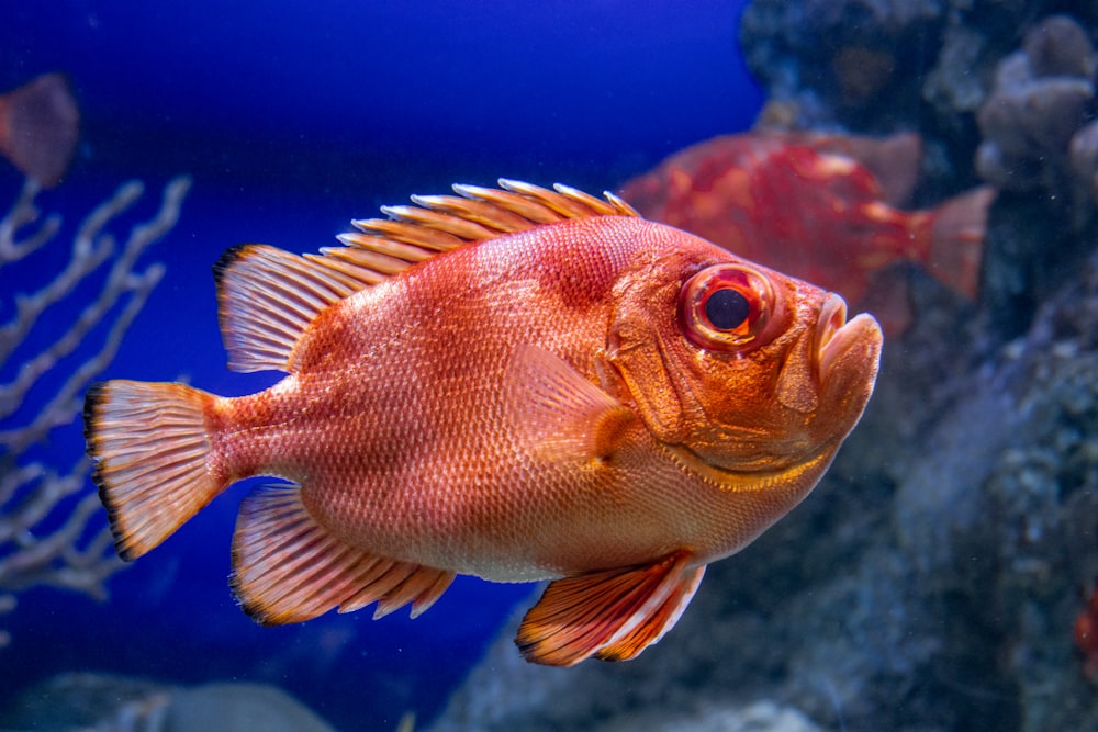 un gros plan d’un poisson