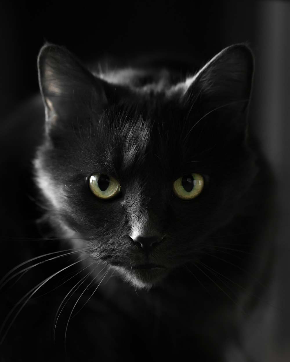 a black cat with green eyes