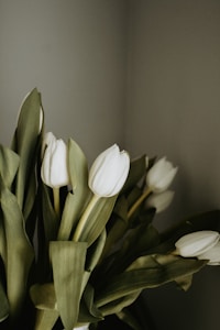 Cream Tulip Grace
