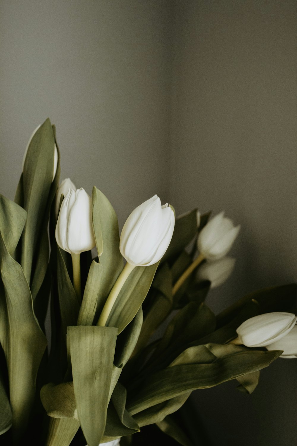 a group of white flowers