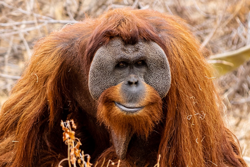 a close-up of a monkey