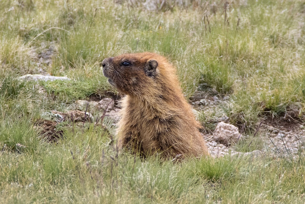 a brown animal in a grassy area