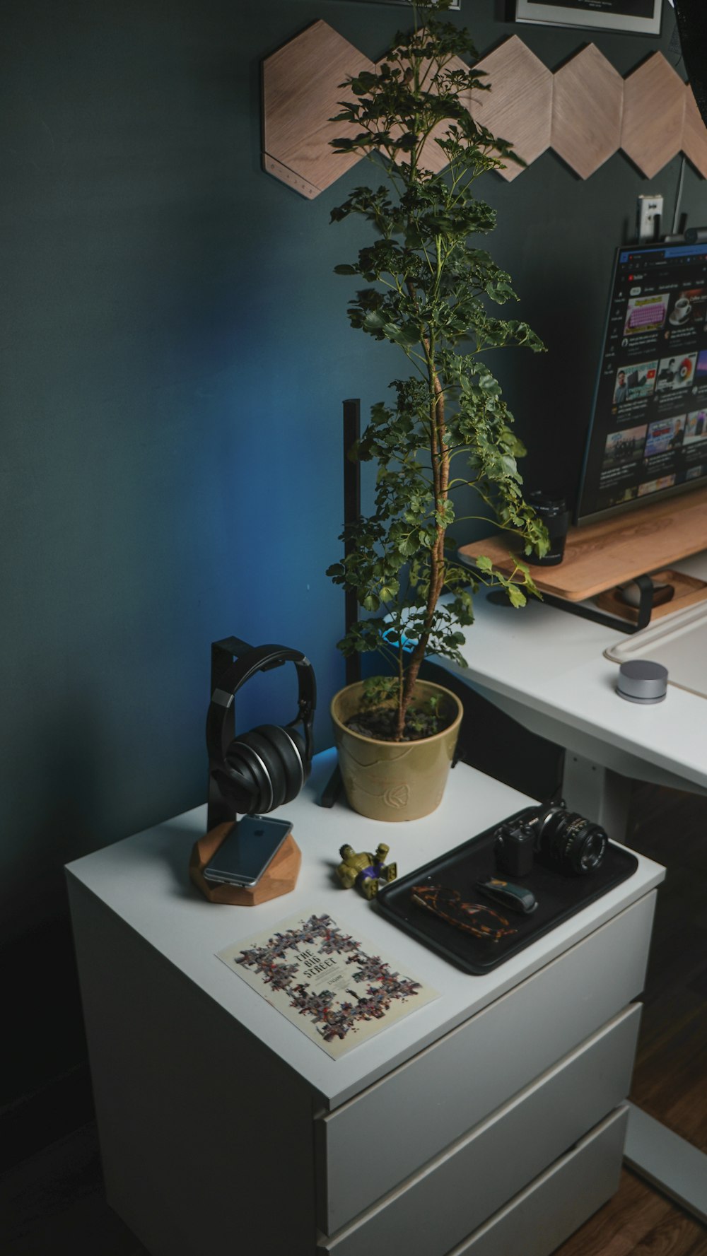 a plant on a counter