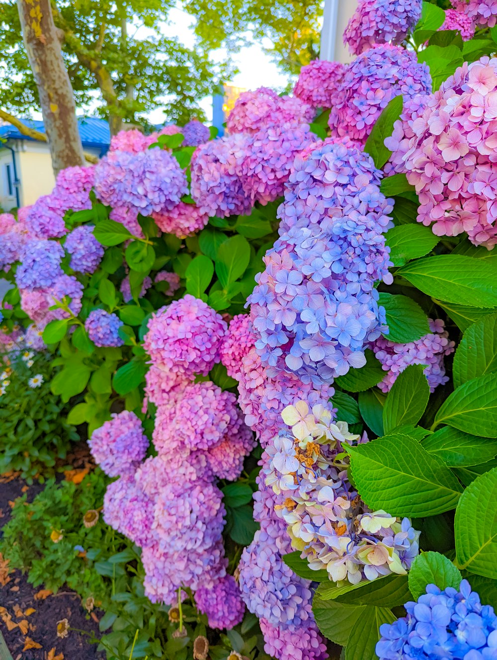 a group of flowers