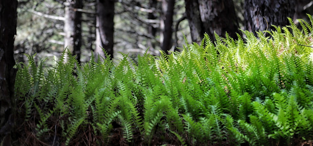 a close-up of some plants