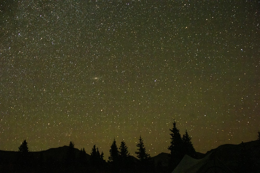 um céu noturno estrelado sobre as árvores