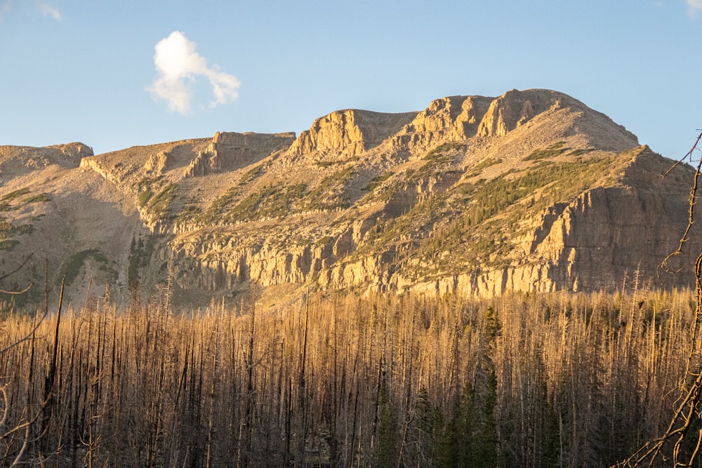 a landscape with trees and mountains