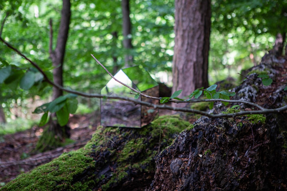 a tree stump with a rope from it