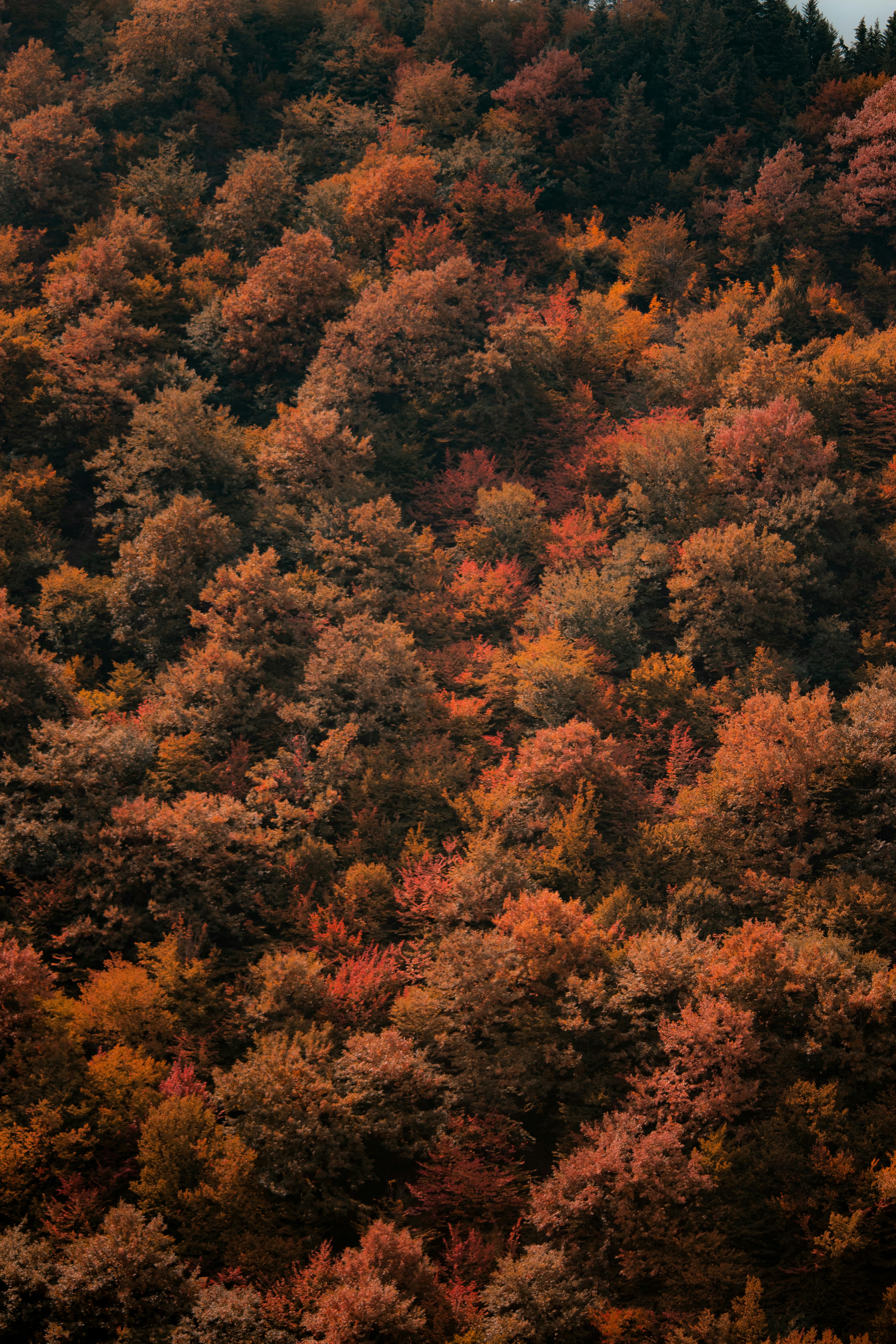 Photo by sinabahar76