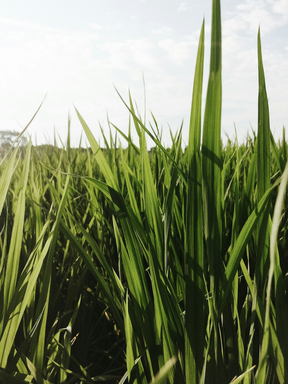 a close-up of some grass