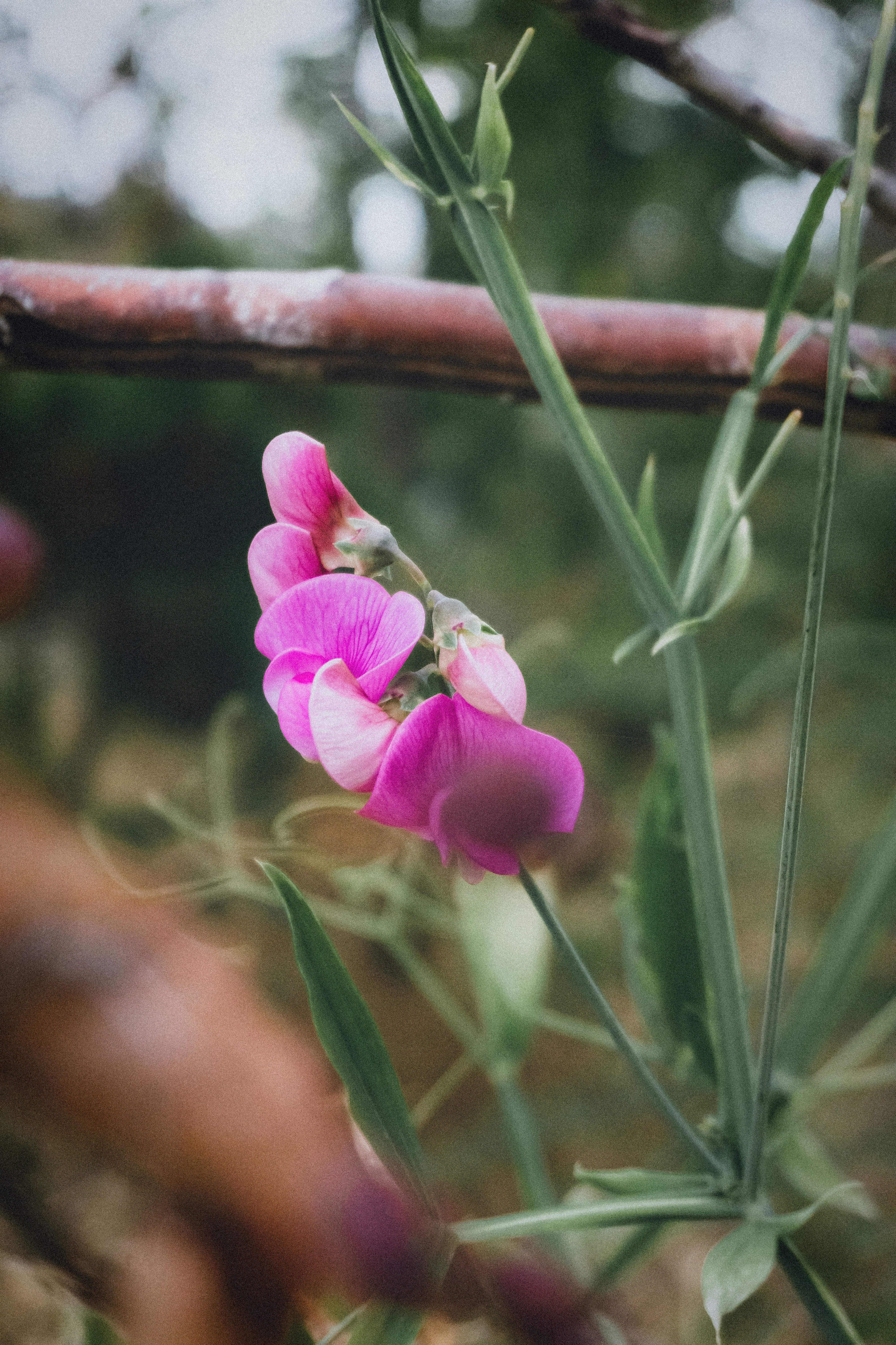 Photo by ddmcl_