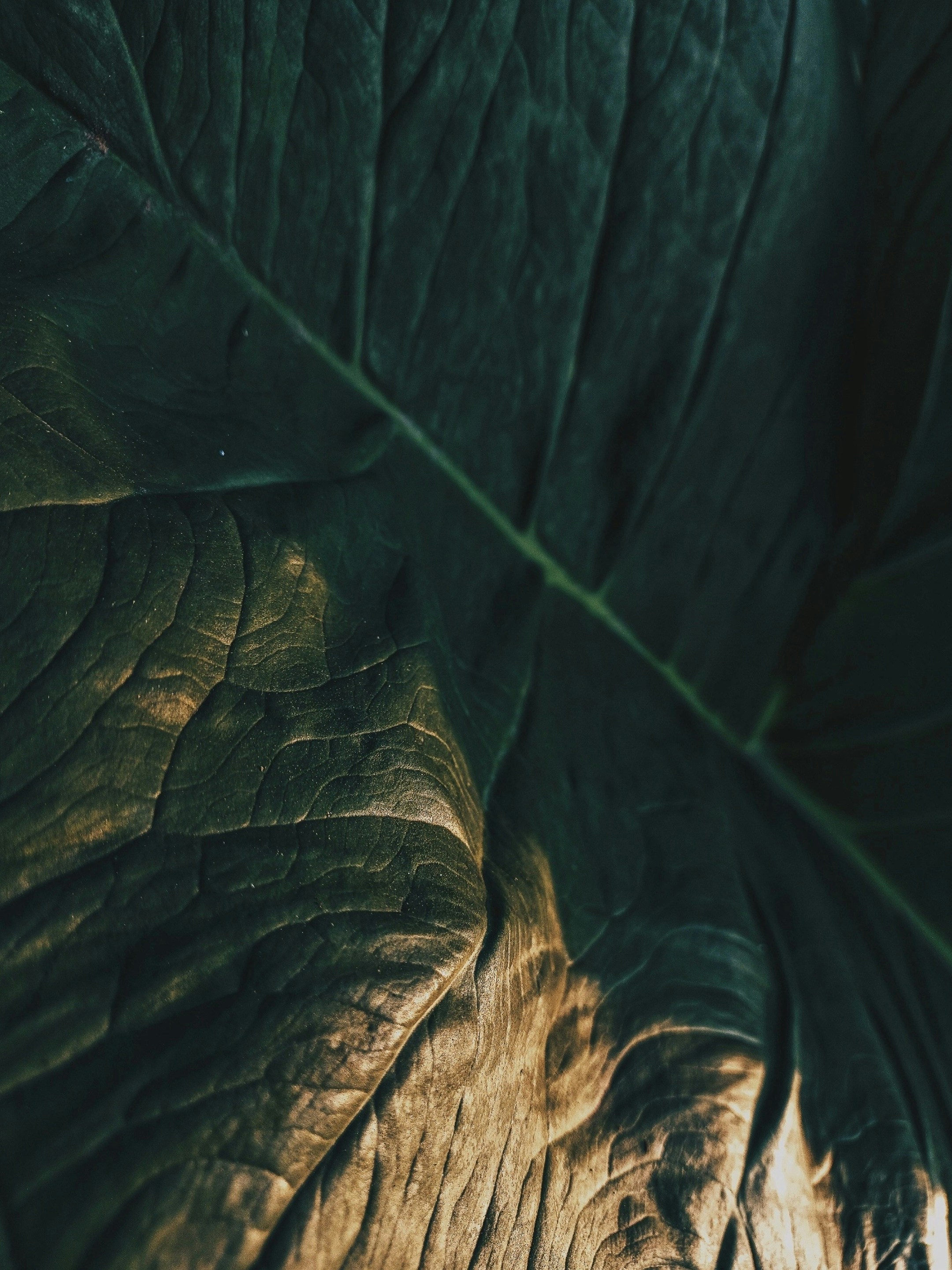 a close-up of a tree