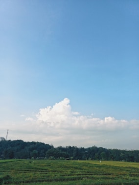 A peaceful landscape features an expansive field of green grass with a backdrop of a dense forest. Above, the sky is clear and bright blue, dotted with fluffy white clouds.