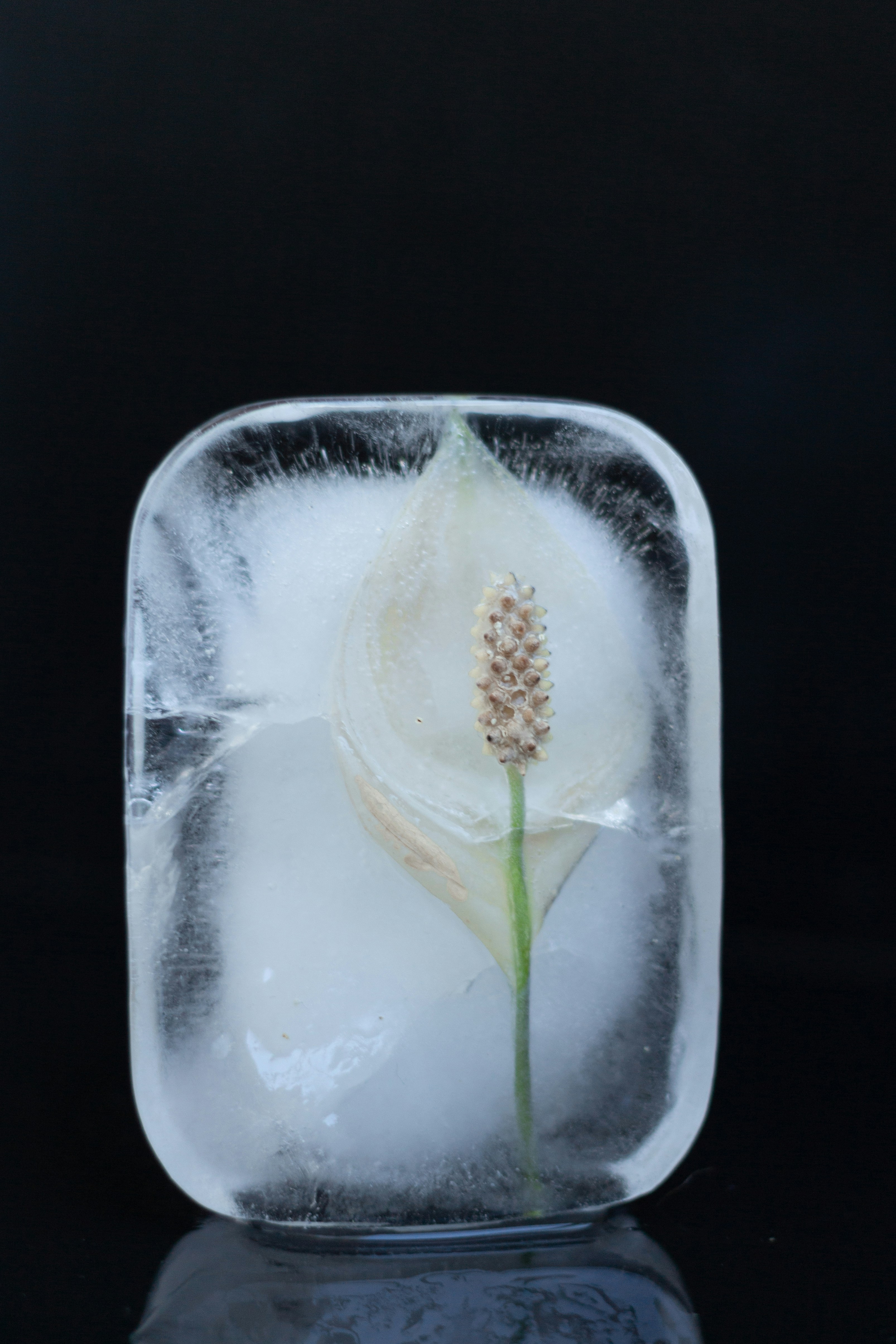 a plant in a glass
