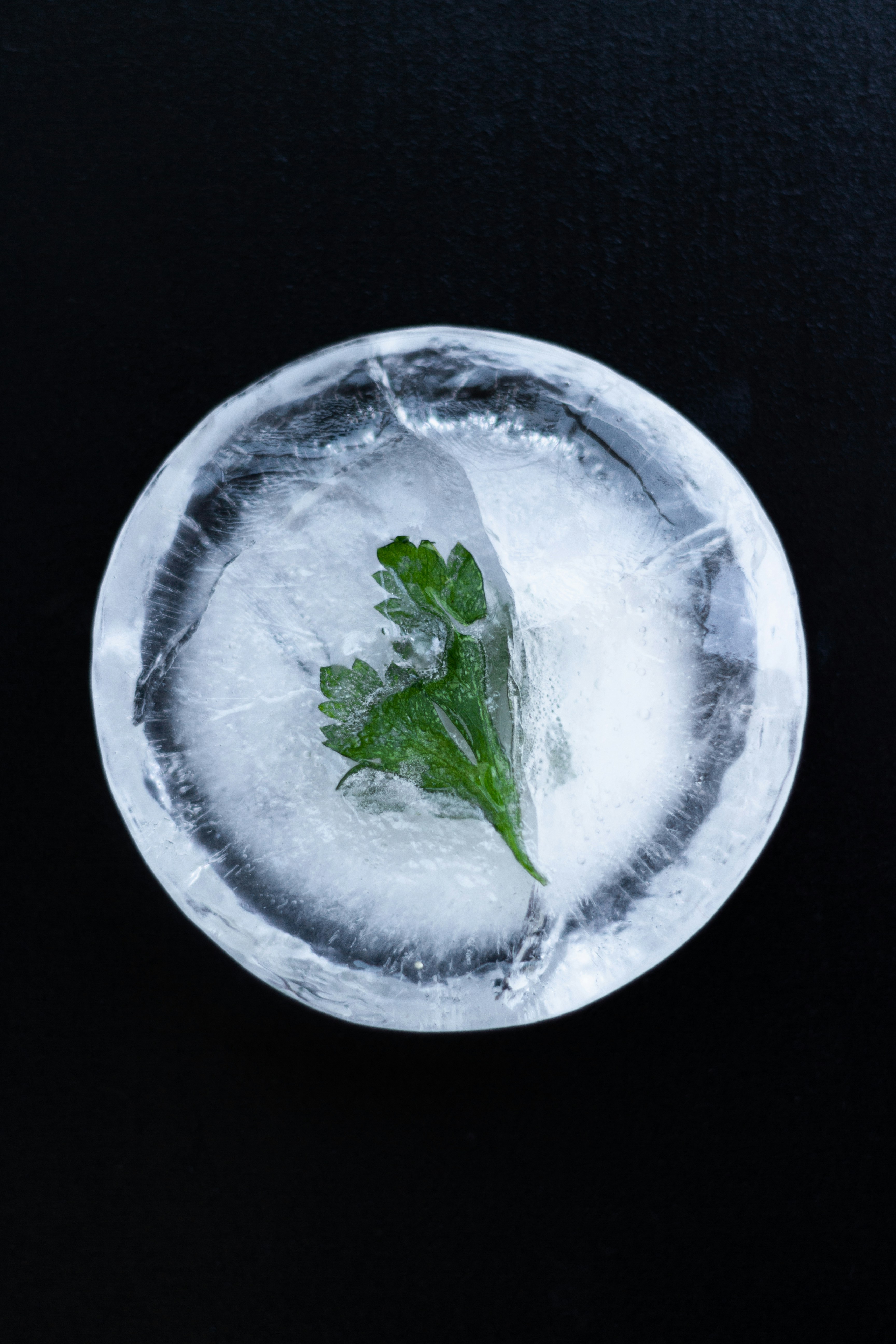 Abstract composition of circular glass petri dishes with liquids and leaves