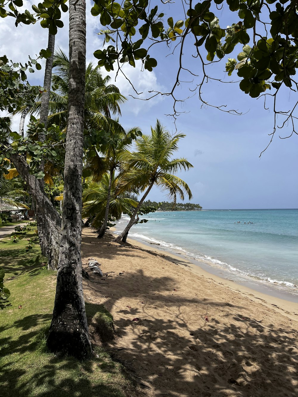 una playa con palmeras y un cuerpo de agua