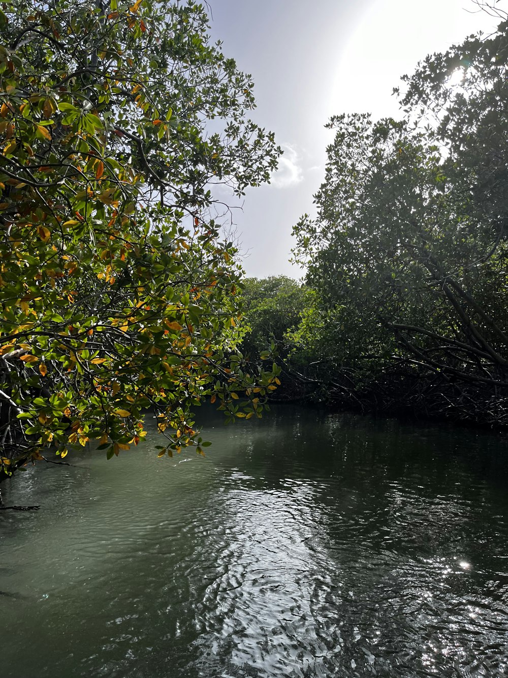 a river with trees on the side