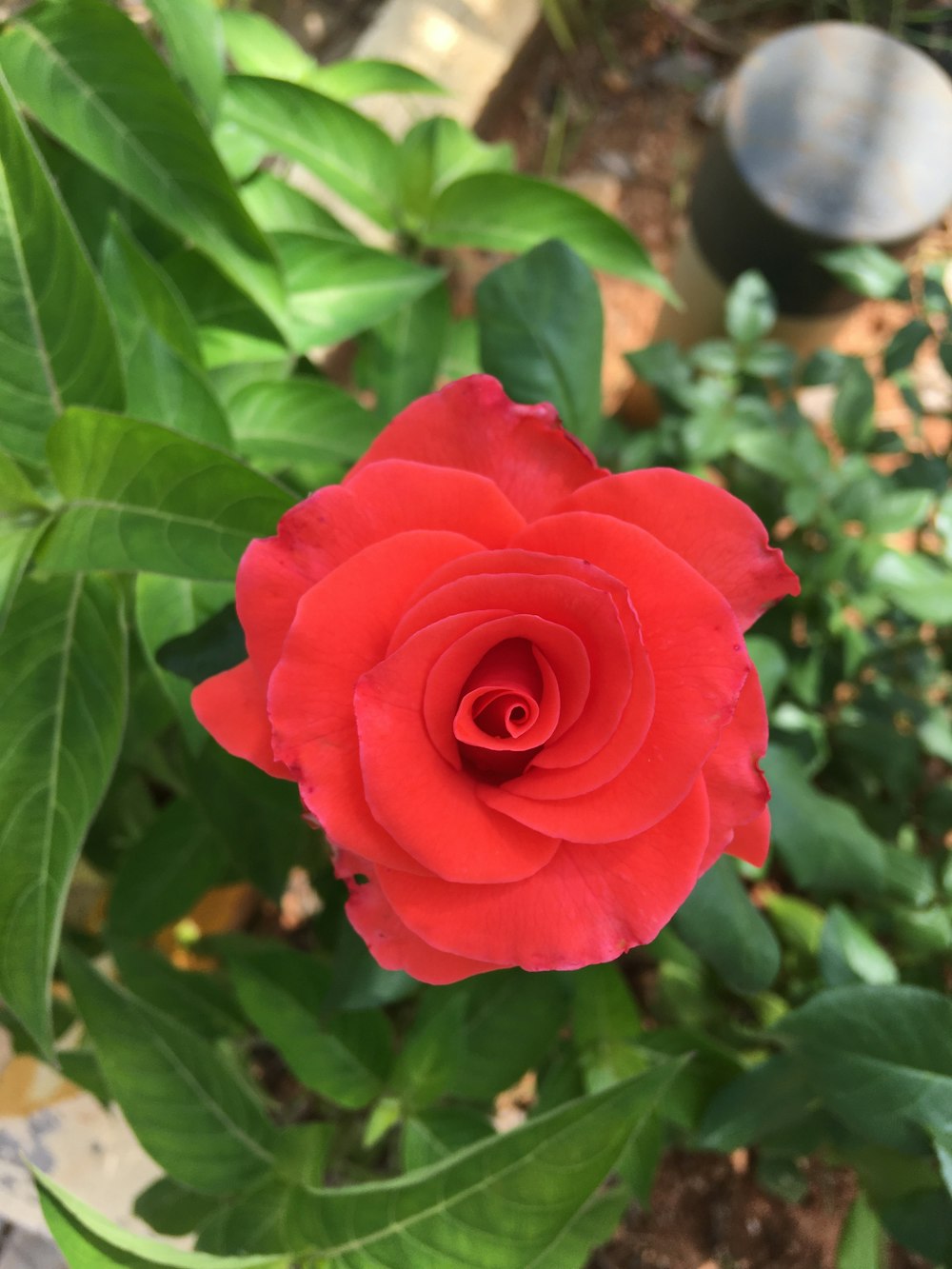 a red rose with green leaves