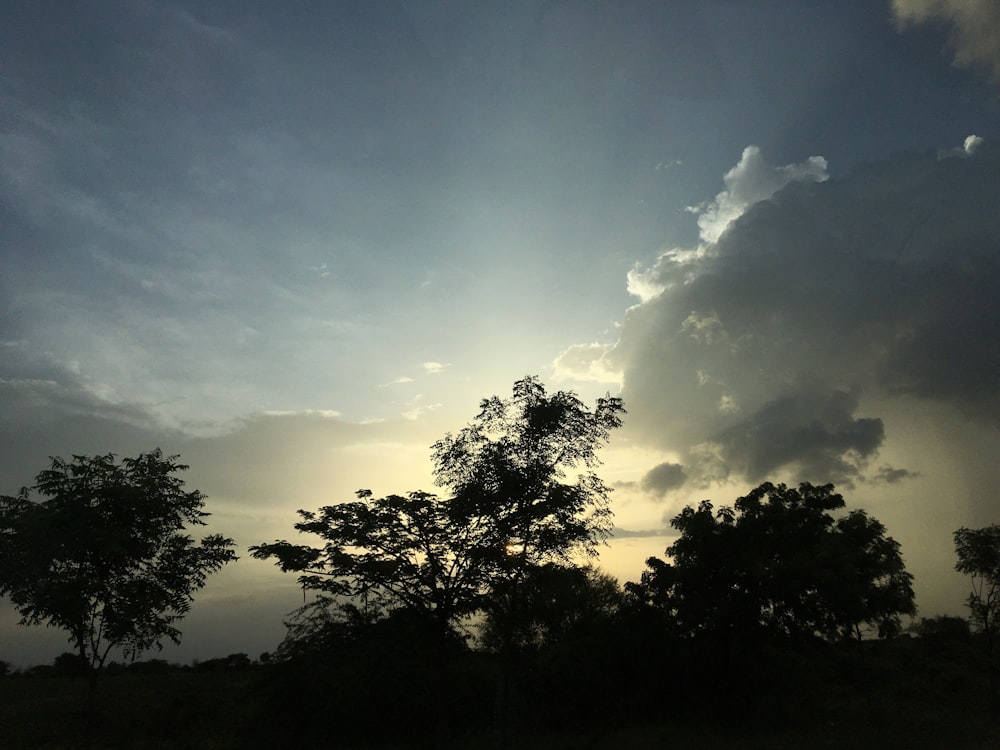 a group of trees with the sun behind them