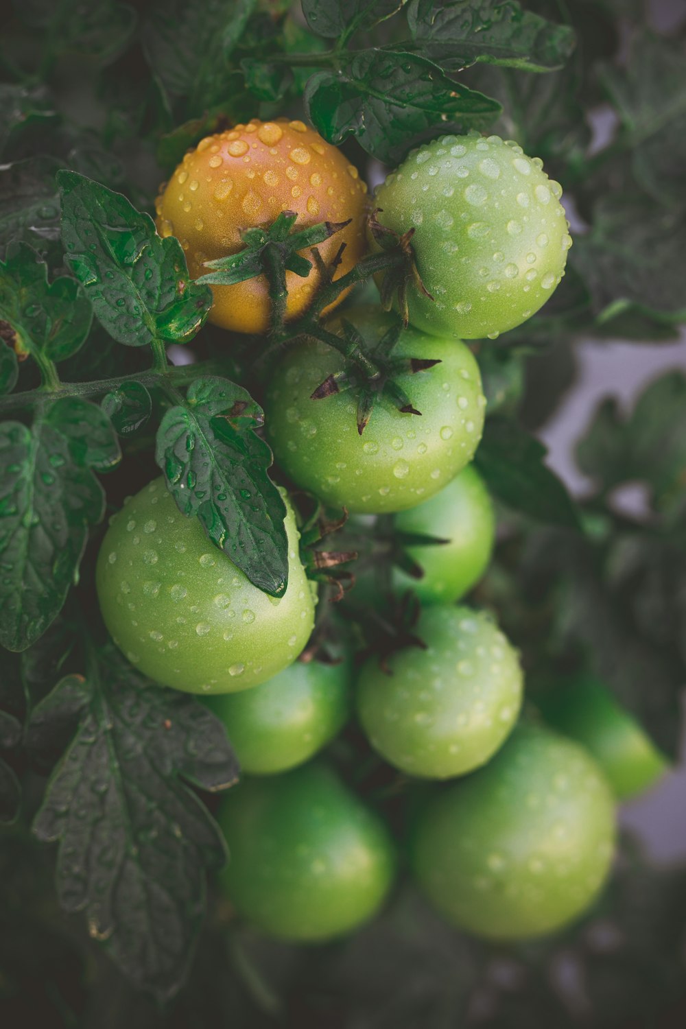 a group of green fruits