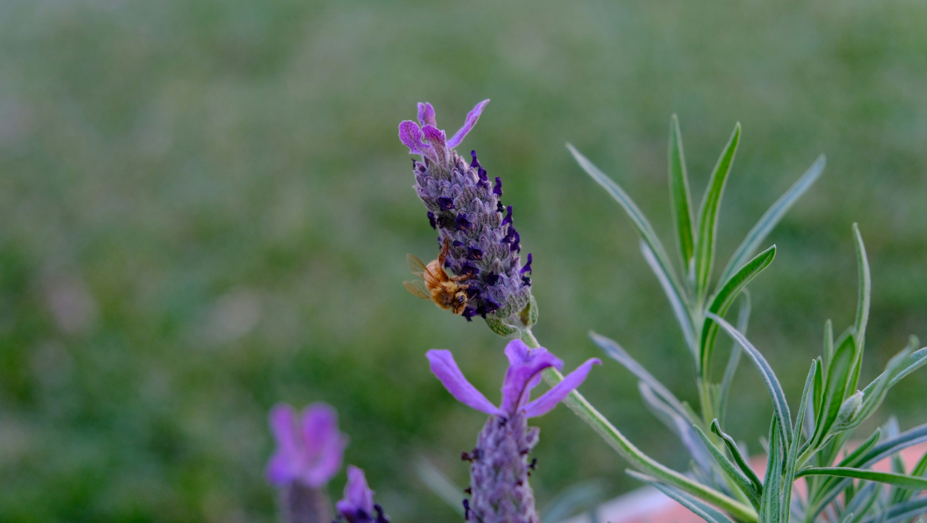 una abeja en una flor púrpura