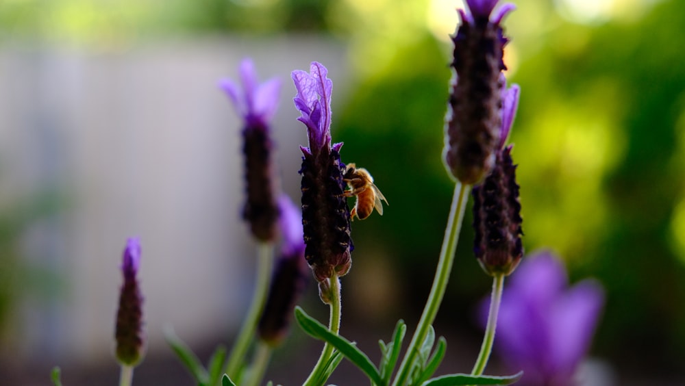 a bee on a purple flower