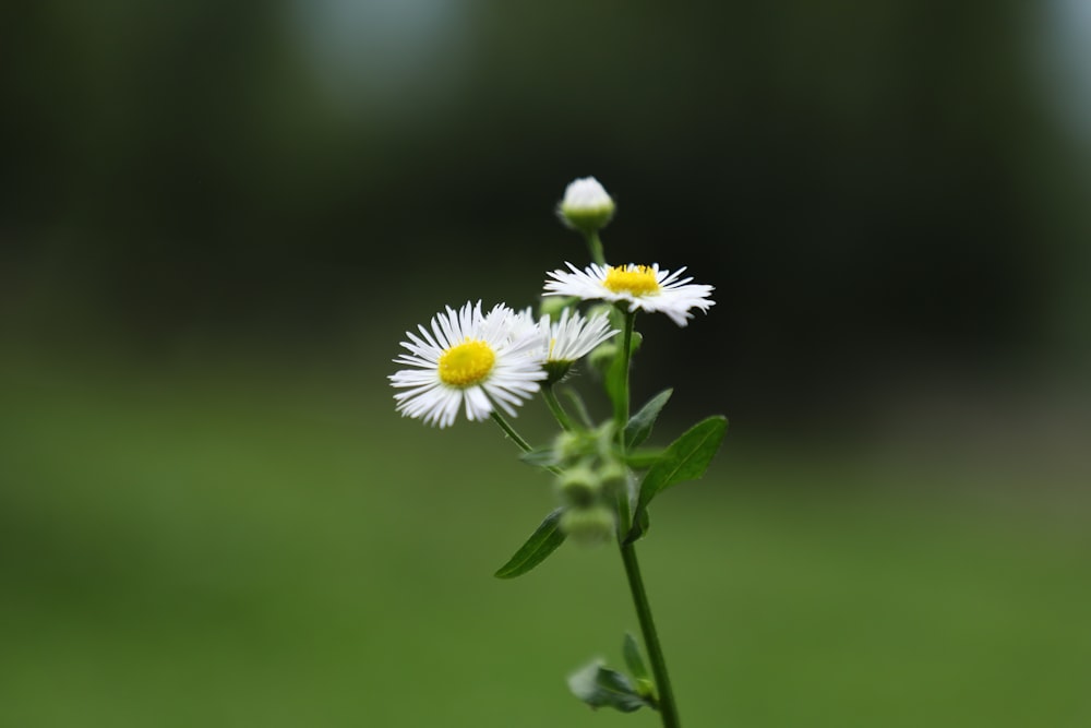 a close-up of a flower