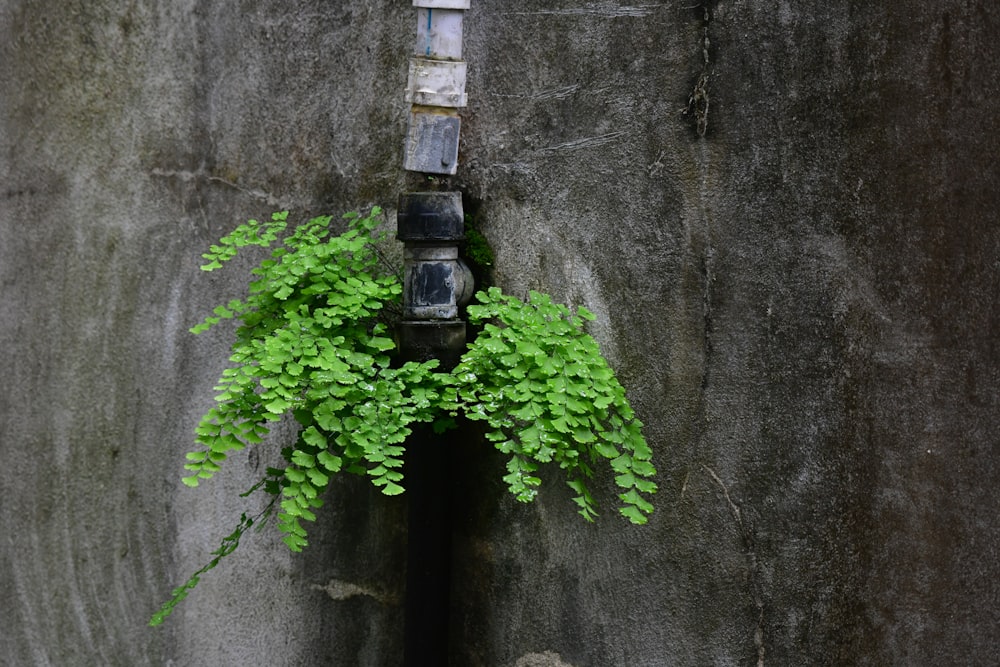 a plant growing in a hole in a wall