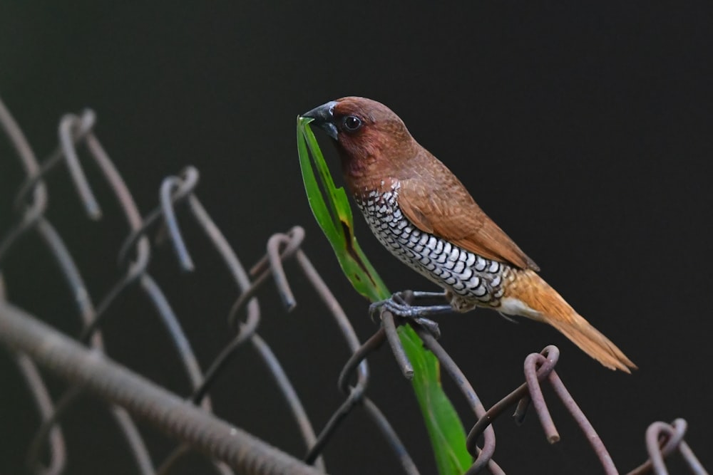 a bird on a branch