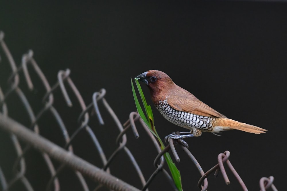 a bird on a branch