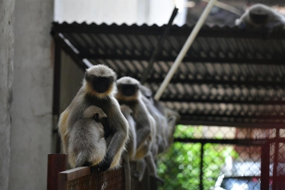 a couple of sloths in a cage