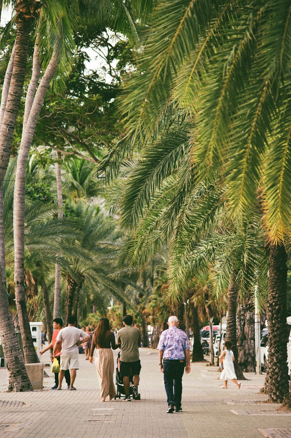 a group of people walking on a path between palm trees