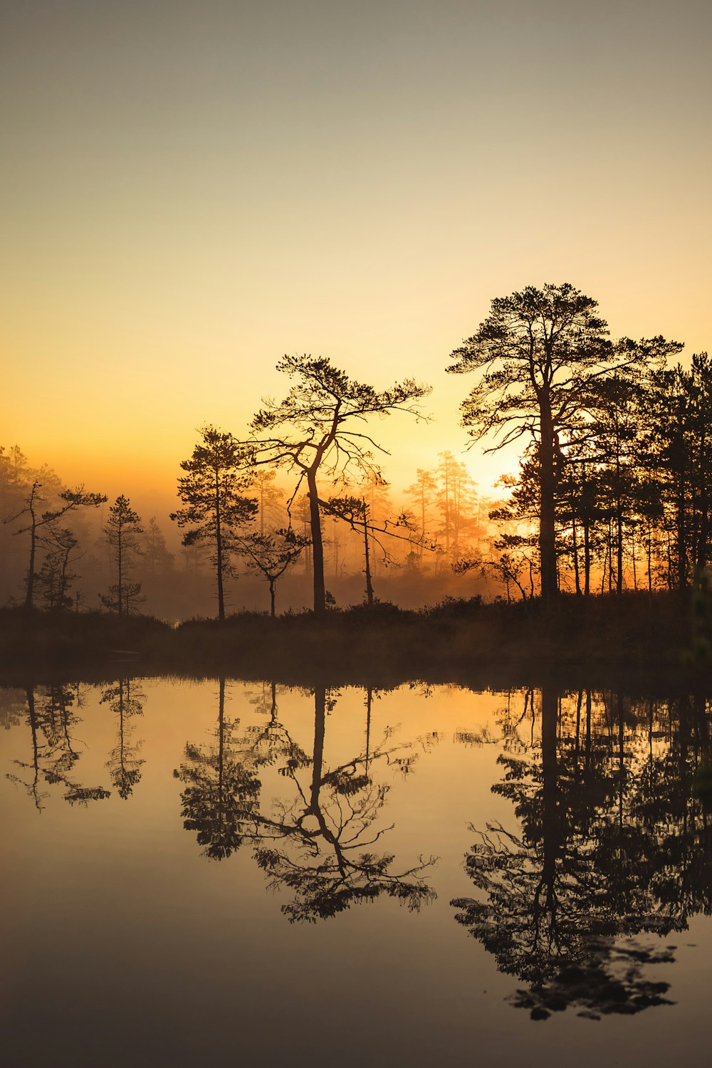 a body of water with trees around it