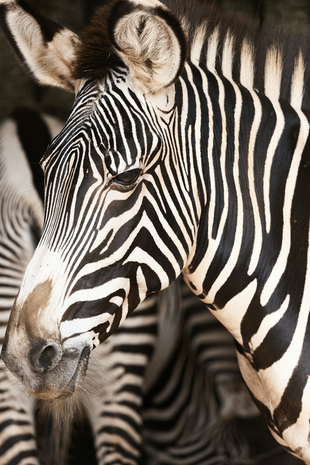 a zebra stands next to another zebra