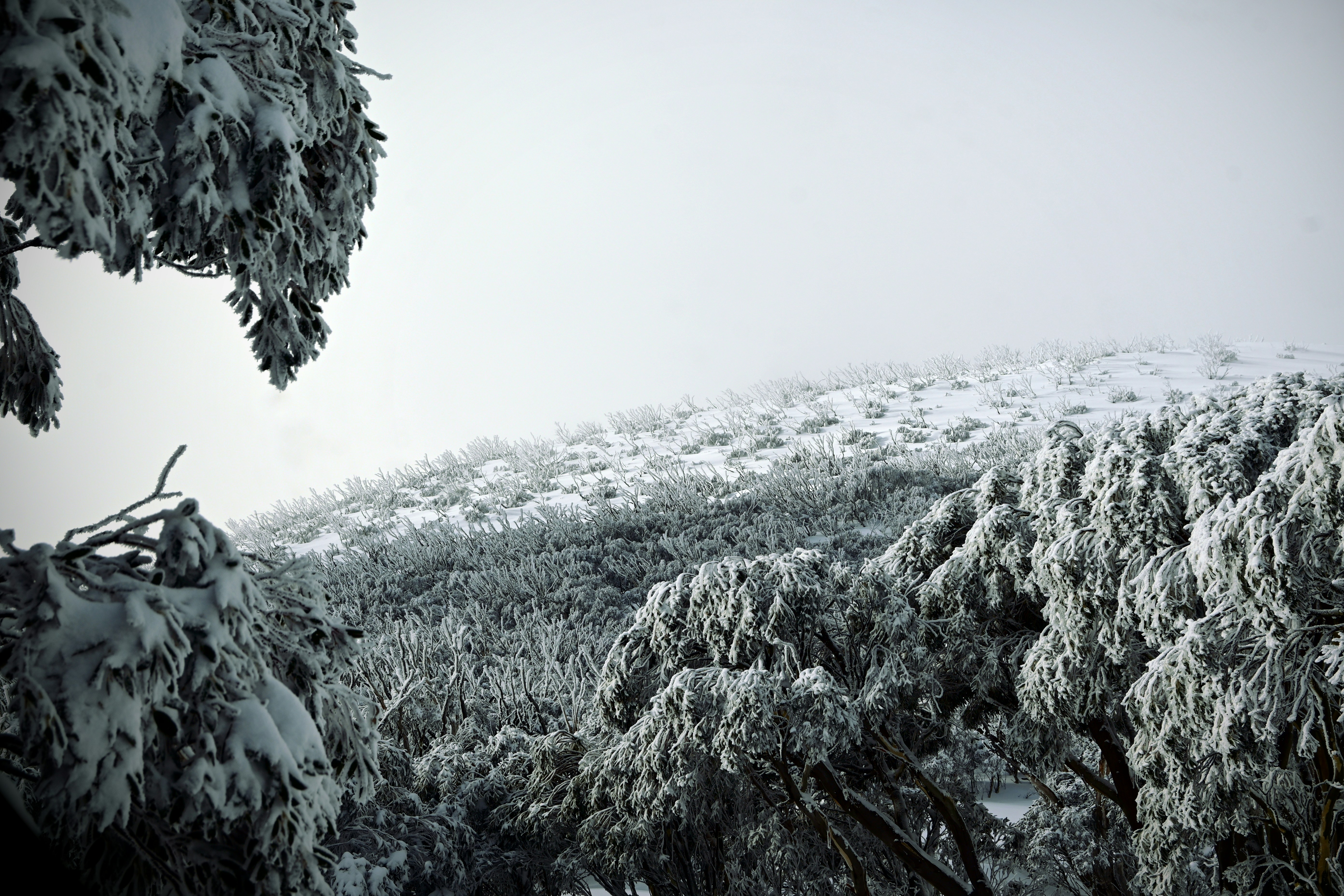 Photo by justin_sahl