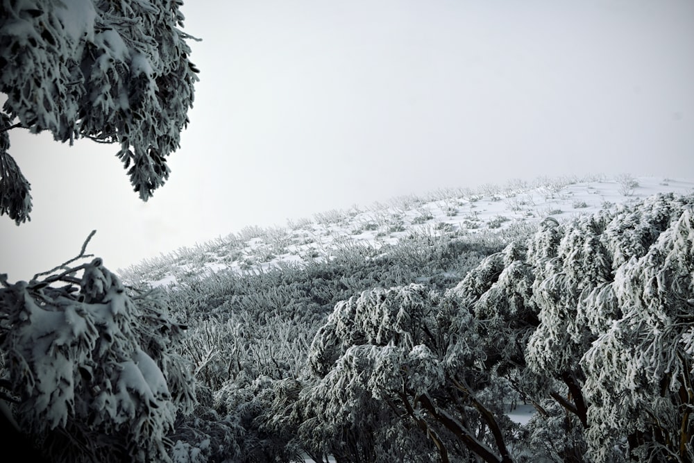 a snowy mountain with trees